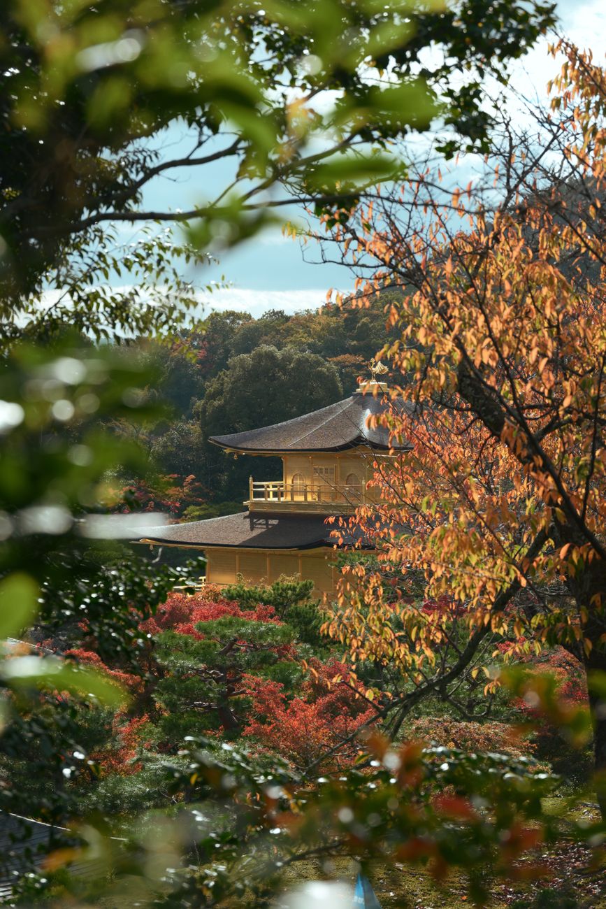 A temple gate framed by maple leaves in Kyoto